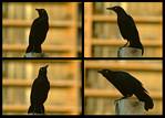 (12) crow montage.jpg    (1000x720)    227 KB                              click to see enlarged picture